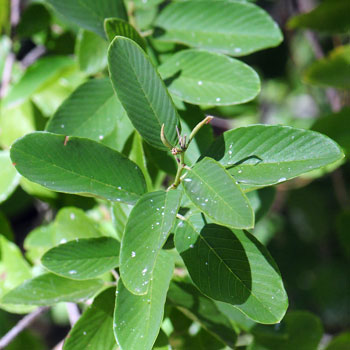 Condalia warnockii, Mexican Crucillo